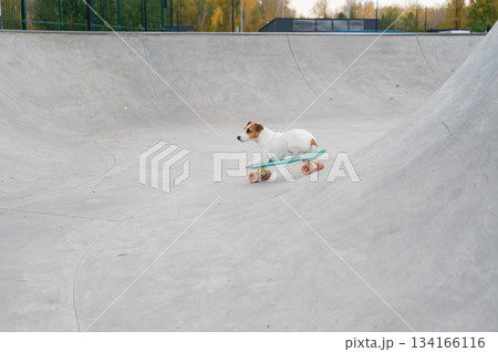 A Jack Russell Terrier rides a penny board at a skate park. 134166116