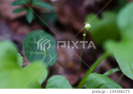 ジンヨウイチヤクソウ 134166273