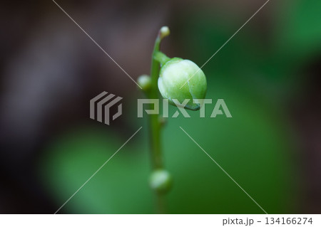 ジンヨウイチヤクソウ 134166274