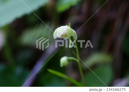 ジンヨウイチヤクソウ 134166275