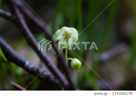 ジンヨウイチヤクソウ 134166276