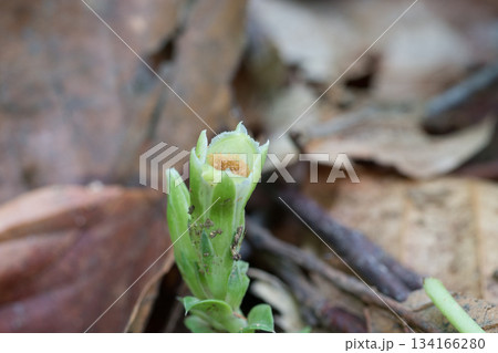 フデリンドウ 134166280