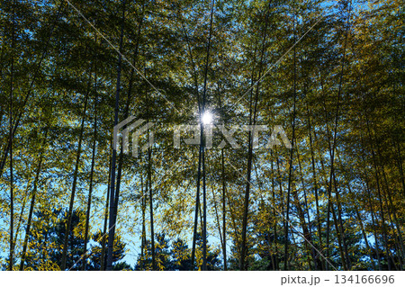 遊歩道沿いの竹並木を透かして見る午後の太陽　けいはんな記念公園にて 134166696