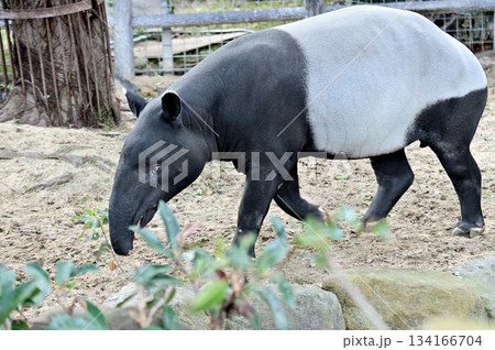 歩くマレーバク 134166704