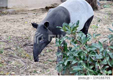 歩くマレーバク 134166705