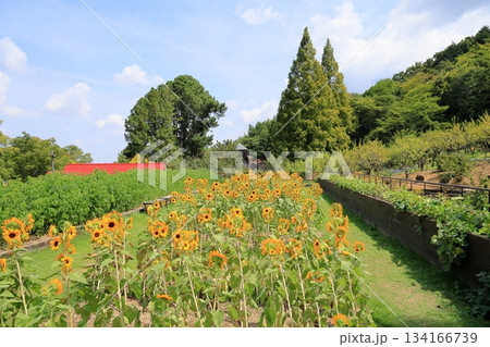 ヒマワリの花 ヒマワリの花 134166739