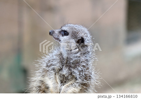 見つめるミーアキャット 134166810