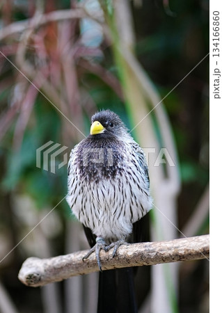 ハイイロエボシドリ ハイイロエボシドリ 134166860