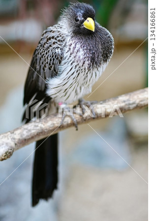 ハイイロエボシドリ ハイイロエボシドリ 134166861