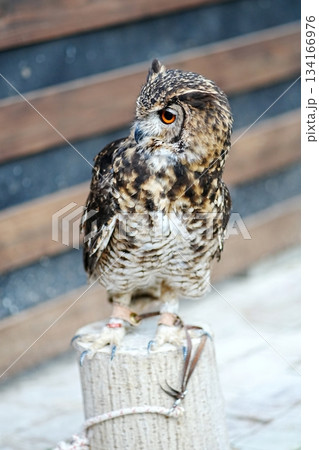 ベンガルワシミミズク 134166976