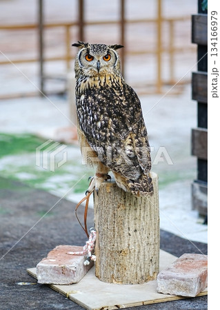 ベンガルワシミミズク 134166979