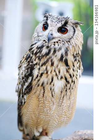 ベンガルワシミミズク ベンガルワシミミズク 134166981