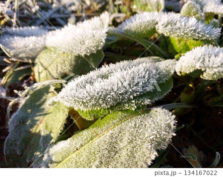 Hoarfrost Covers Blades of Grass and Leaves in a Cold Morning on an Autumn Day Hoarfrost Covers Blades of Grass and Leaves in a Cold Morning on an Autumn Day 134167022