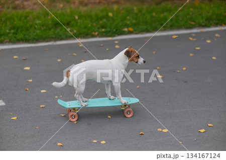 A Jack Russell Terrier rides a penny board in an autumn park. A Jack Russell Terrier rides a penny board in an autumn park. 134167124