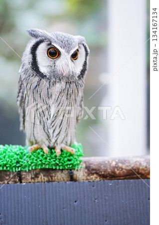 アフリカオオコノハズク アフリカオオコノハズク 134167134