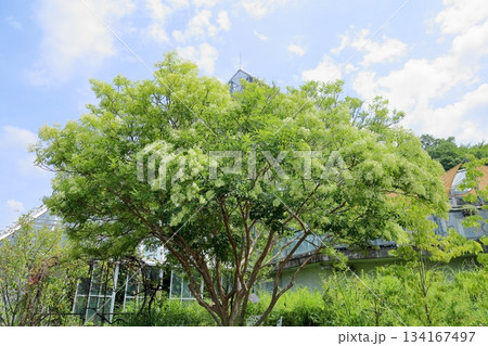 シマトネリコの木 134167497