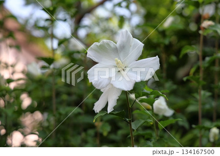 爽やか　ムクゲの花 134167500