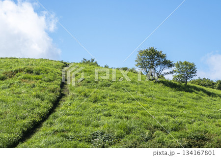 高原の夏草と青空　(大山鏡ヶ成） 134167801
