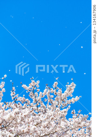 桜吹雪 桜吹雪 134167906