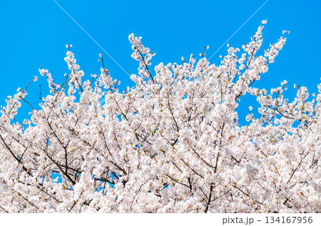 青空に桜 青空に桜 134167956