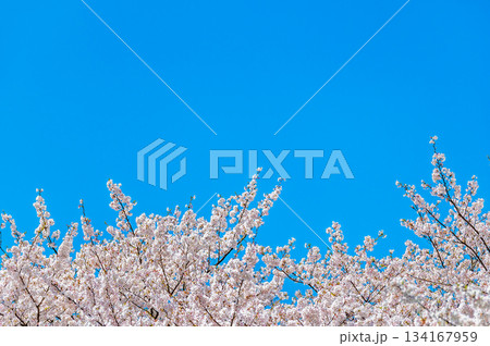 青空に桜 青空に桜 134167959