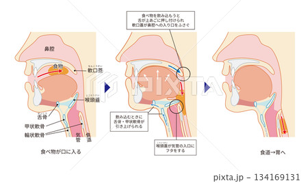 咽頭と喉頭から気管と食道までがわかる人物の横断面図 134169131
