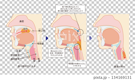 Human cross section showing the pharynx and larynx through to the trachea and esophagus Human cross section showing the pharynx and larynx through to the trachea and esophagus 134169131