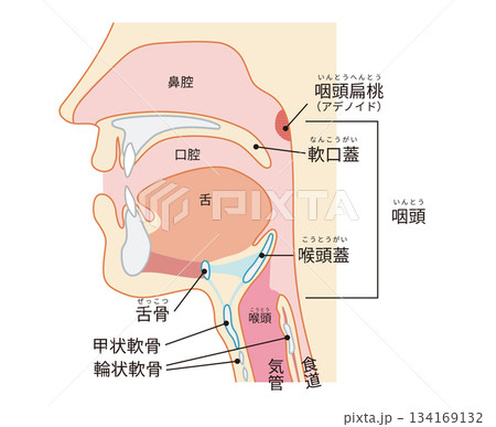 咽頭と喉頭から気管と食道までがわかる人物の横断面図 134169132