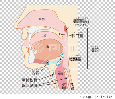 Human cross section showing the pharynx and larynx through to the trachea and esophagus Human cross section showing the pharynx and larynx through to the trachea and esophagus 134169132