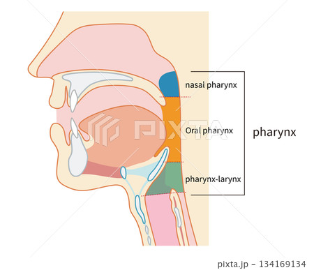咽頭と喉頭から気管と食道までがわかる人物の横断面図 咽頭と喉頭から気管と食道までがわかる人物の横断面図 134169134