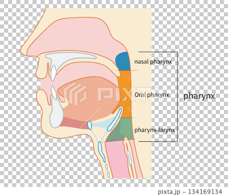 咽頭と喉頭から気管と食道までがわかる人物の横断面図 咽頭と喉頭から気管と食道までがわかる人物の横断面図 134169134