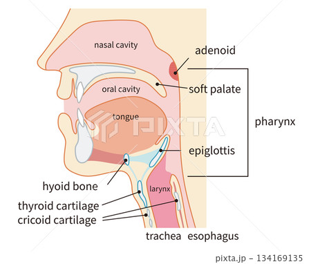 咽頭と喉頭から気管と食道までがわかる人物の横断面図 134169135
