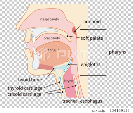 Human cross section showing the pharynx and larynx through to the trachea and esophagus Human cross section showing the pharynx and larynx through to the trachea and esophagus 134169135