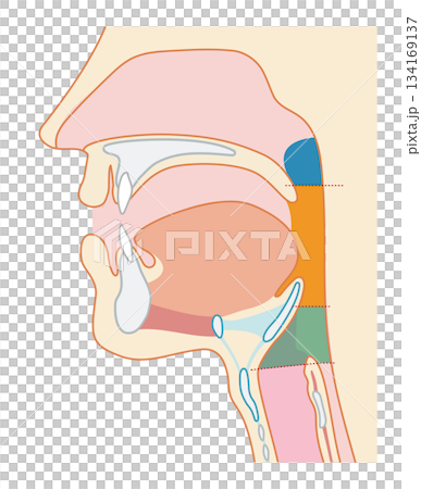 Human cross section showing the pharynx and larynx through to the trachea and esophagus Human cross section showing the pharynx and larynx through to the trachea and esophagus 134169137