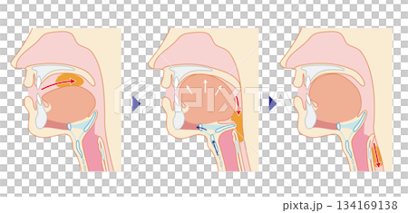 Human cross section showing the pharynx and larynx through to the trachea and esophagus Human cross section showing the pharynx and larynx through to the trachea and esophagus 134169138