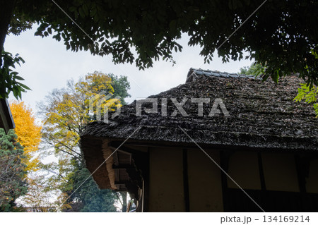 茅葺屋根と屋敷林 134169214