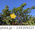 青空に映える黄色の花 134169225