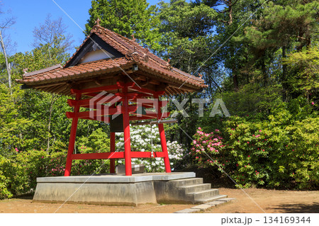 シャクナゲ寺福成寺のシャクナゲの花と鐘築堂 134169344