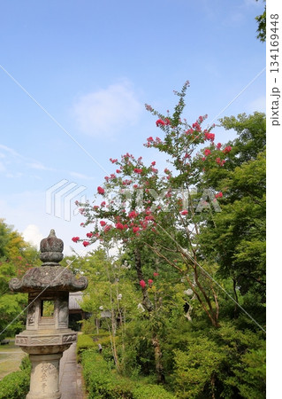 鮮やか 百日紅の花 鮮やか 百日紅の花 134169448