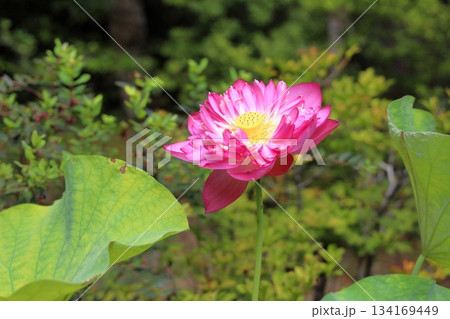 可愛い ハスの花 可愛い ハスの花 134169449