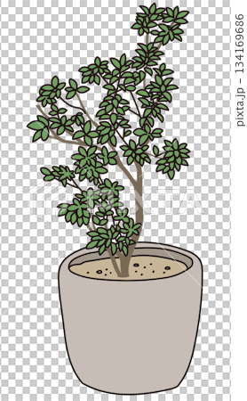 商業施設の植栽デザイン｜おしゃれな外構・低木・シンボルツリーのベクターイラスト 134169686