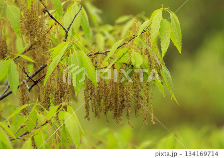 新緑の春の森に咲くドングリの花 新緑の春の森に咲くドングリの花 134169714