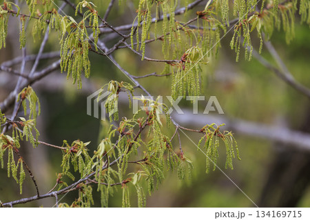 新緑の春の森に咲くドングリの花 新緑の春の森に咲くドングリの花 134169715