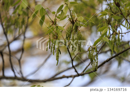 新緑の春の森に咲くドングリの花 134169716