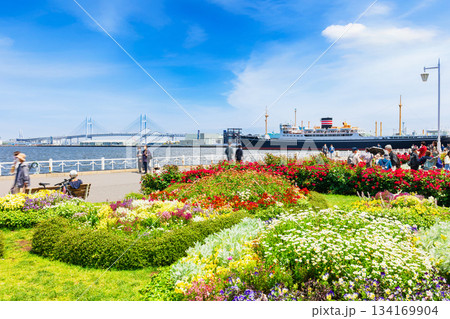 春の横浜ベイエリア　山下公園 134169904