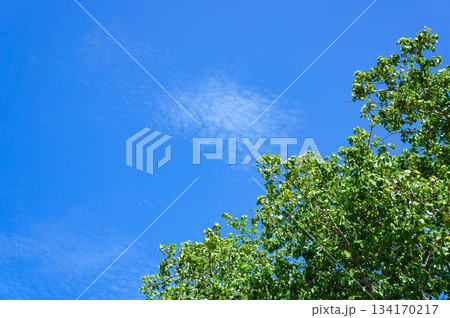 青空と緑の葉のコントラストが美しい景色 青空と緑の葉のコントラストが美しい景色 134170217
