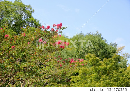 鮮やか 百日紅の花 鮮やか 百日紅の花 134170526