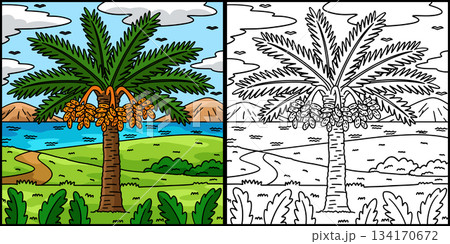 Date Palm Tree Fruit Plant Coloring Illustration Date Palm Tree Fruit Plant Coloring Illustration 134170672