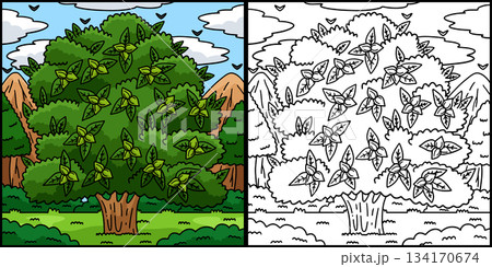 Pecan Tree Fruit Plant Coloring Page Illustration  134170674