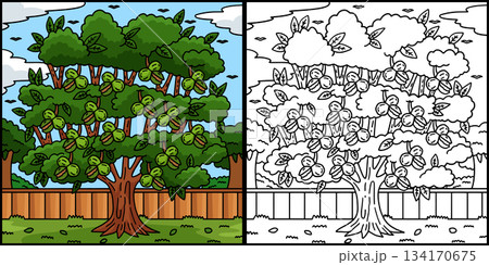Walnut Tree Fruit Plant Coloring Page Illustration 134170675